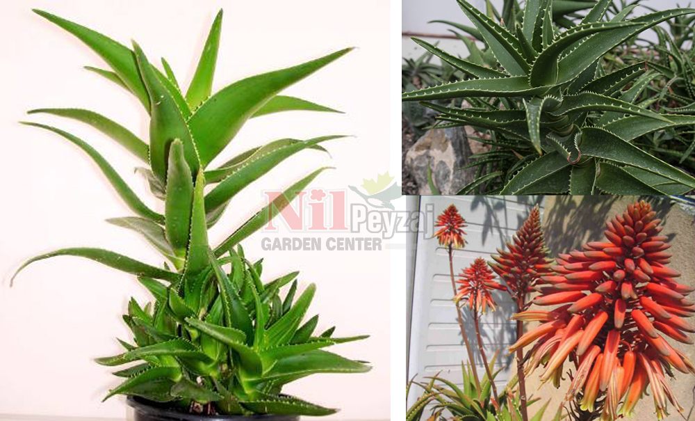 Aloe delaetii