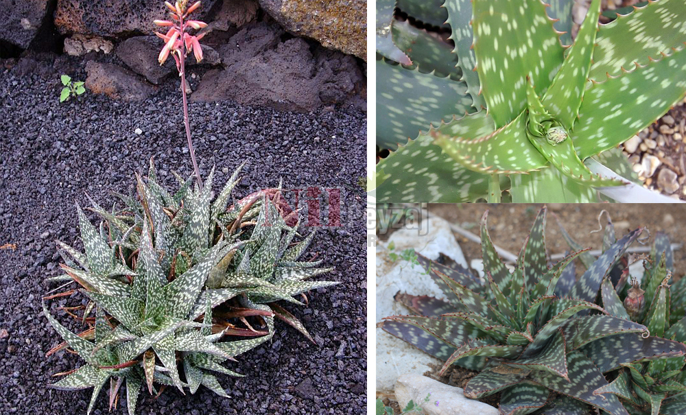 Aloe zebrina
