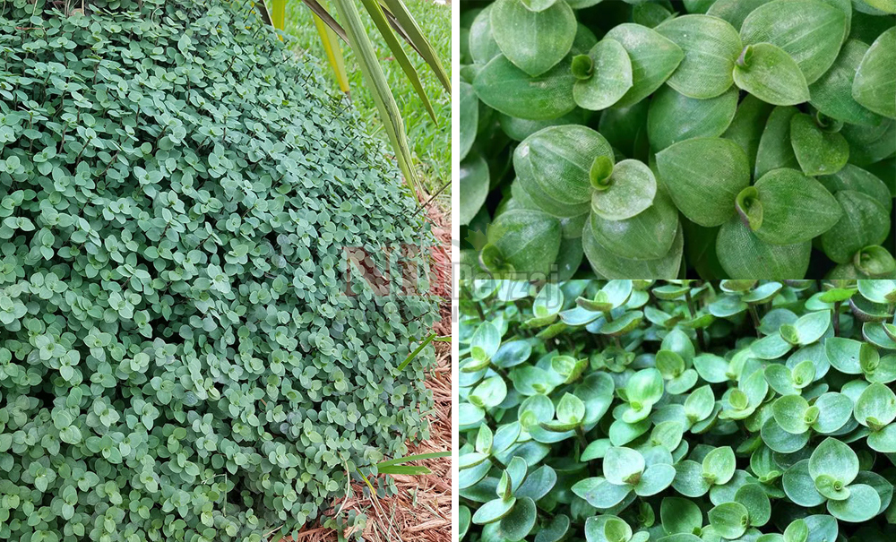 Callissia repens