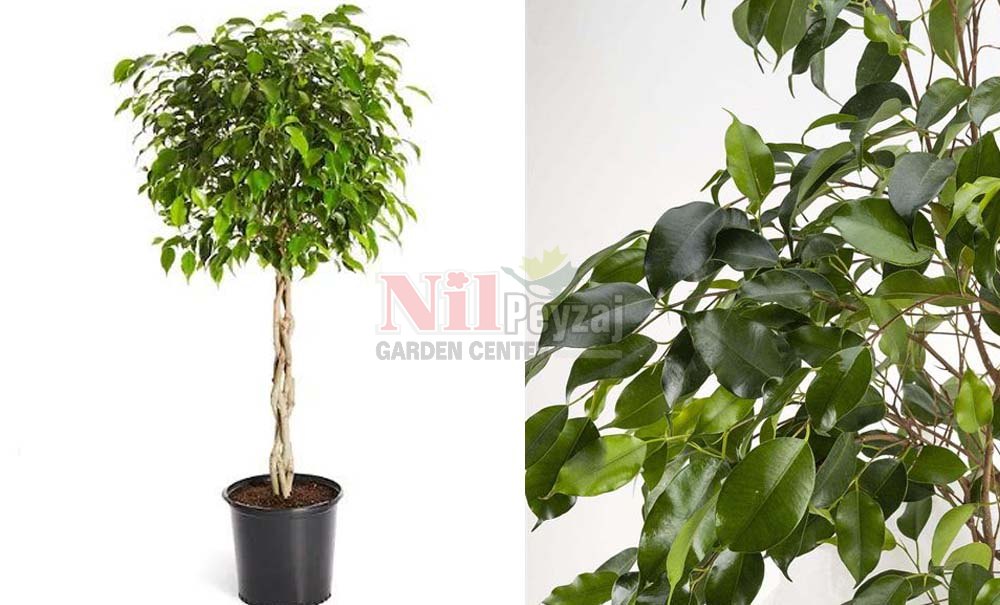 Ficus benjamina/Benjamin Kauçuk – Saç Örgülü