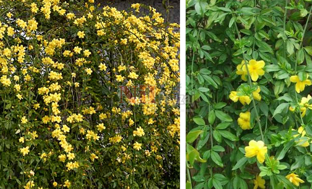Jasminum fruticans/Sarı Yasemin