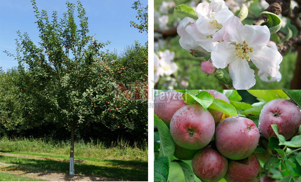 Malus domestica/Elma
