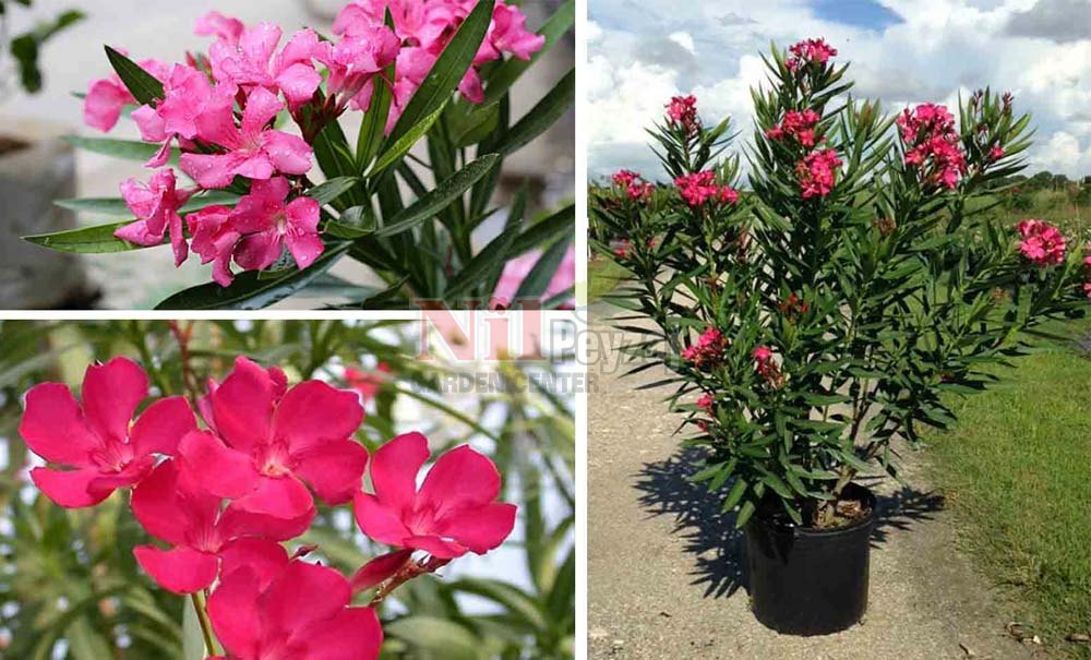 Nerium oleander/Zakkum