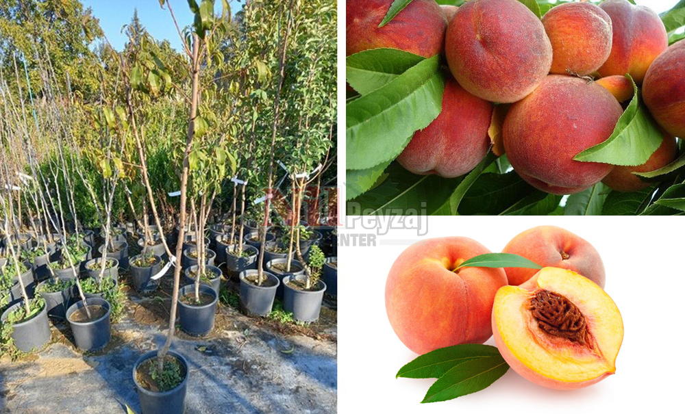 Prunus persica/Şeftali DIXIRED