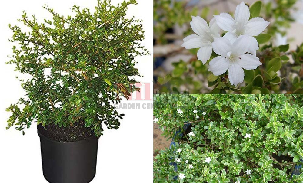 Serissa Japonica