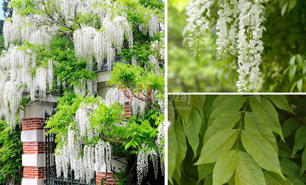 Wisteria sinensis ‘Alba’/Beyaz-Mor Salkım