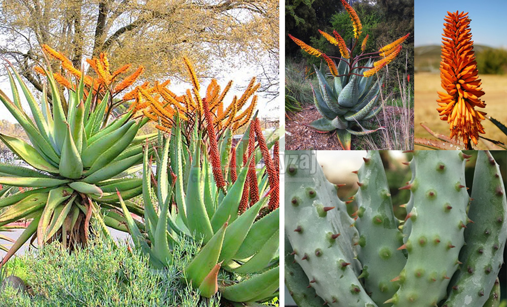 Aloe marlothii