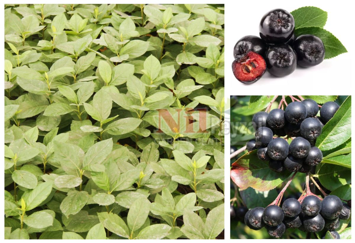 Aronia / Aronya