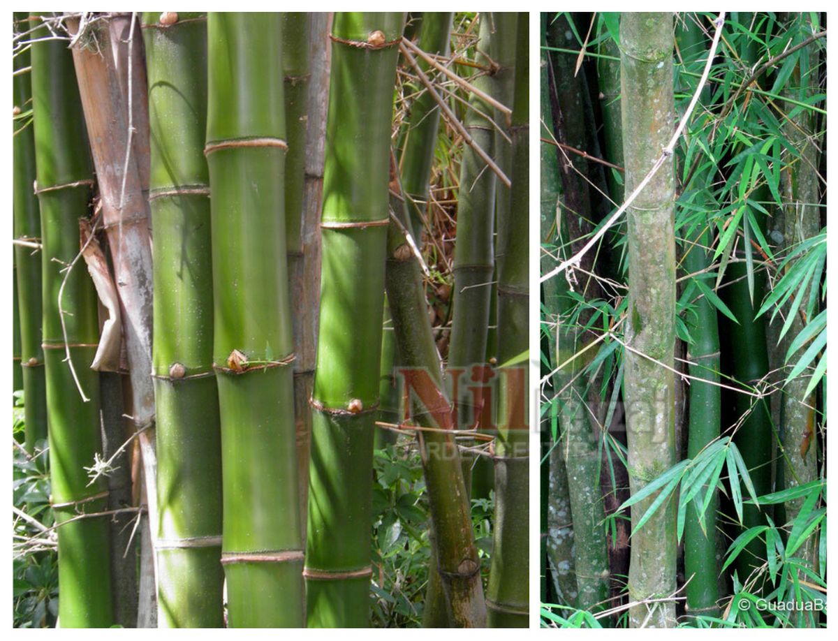Bambusa vulgaris