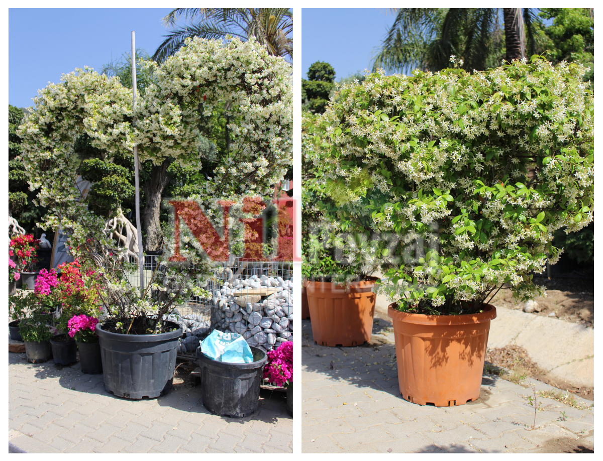 Rhyncospermum jasminoides	– Yıldız Çiçekli (Osmanlı) Yasemin