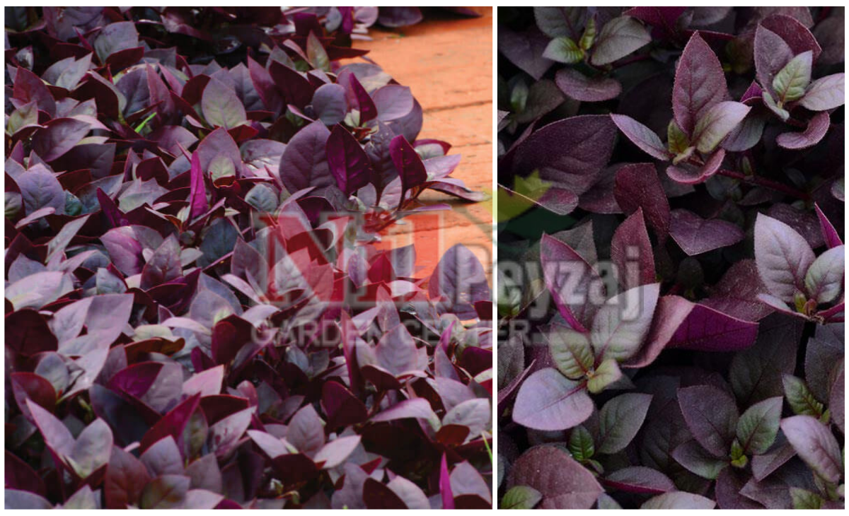 Alternanthera brasiliana ‘Purple Prince’ / Brezilya Alternantherası