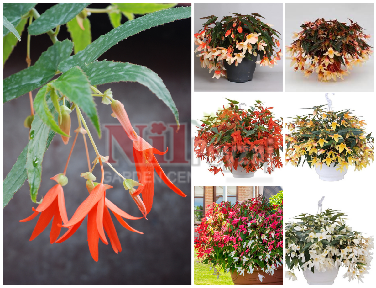 Begonia boliviensis