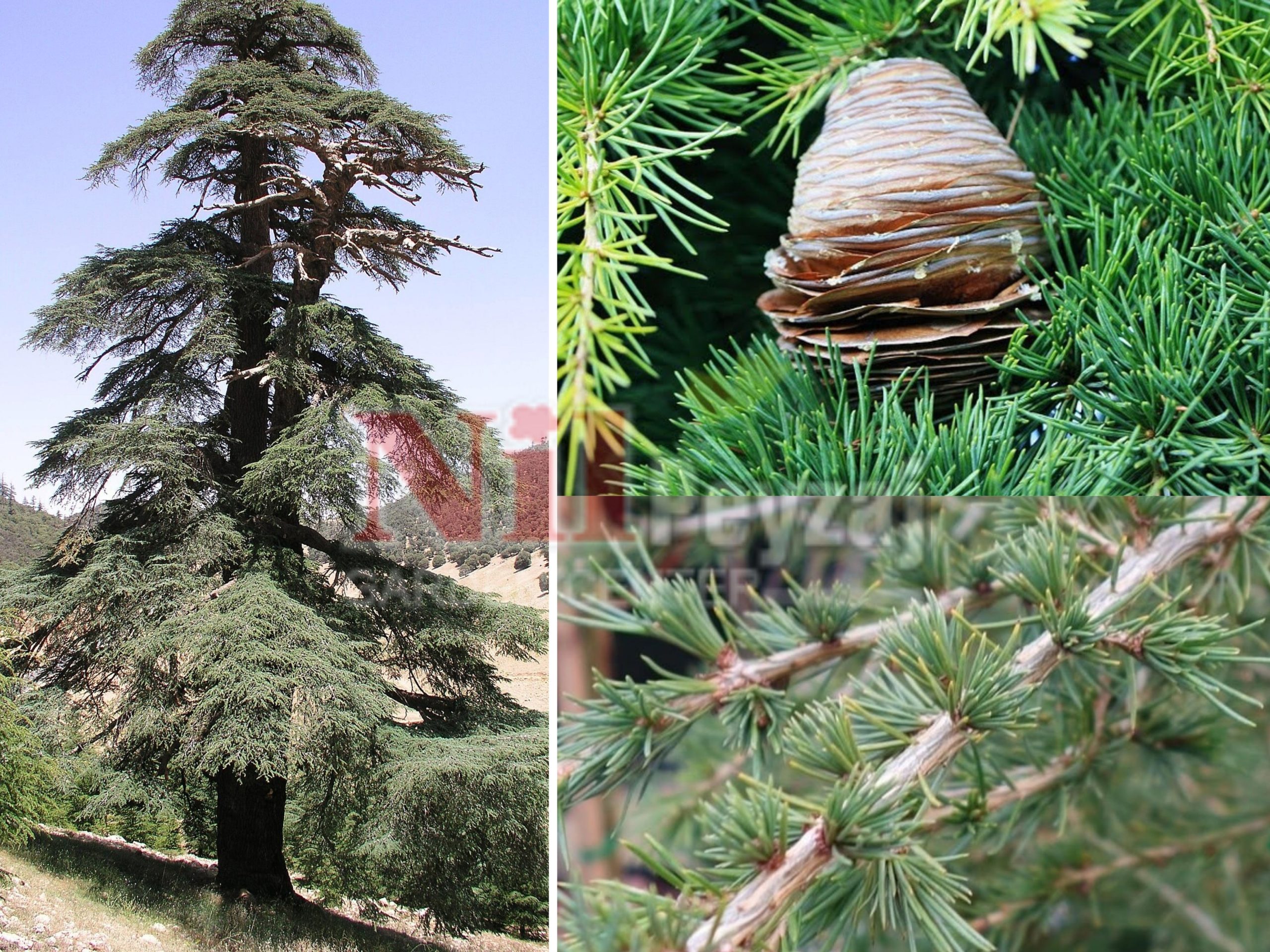 Cedrus libani / Lübnan Sediri