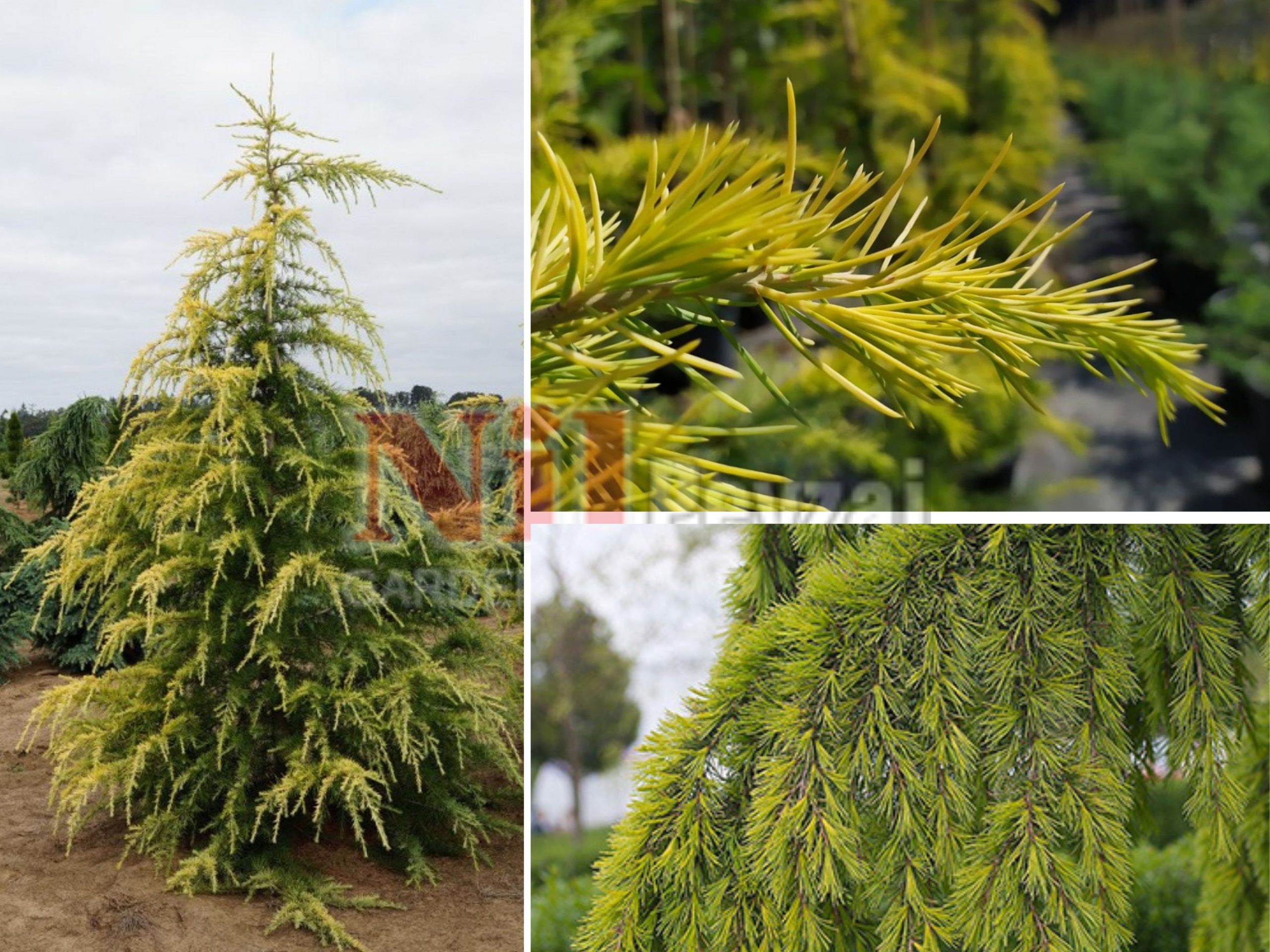 Cedrus deodara aurea  / Altuni yapraklı himalaya sedir