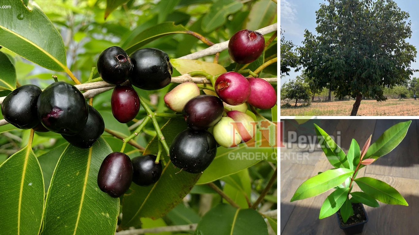 SYZYGİUM CUMİNİ/JAVA ERİĞİ