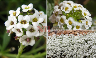Lobularia maritima-Kraliyet Halısı