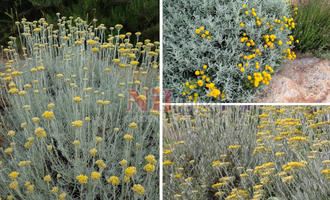 Helichrysum angustifolium