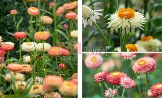 Helichrysum bracteatum-Saman Çiçeği