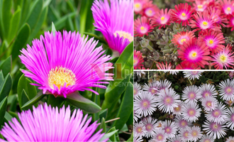 Delosperma cultivars