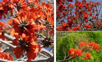 Erythrina afra