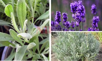 Lavandula latifolia/ Geniş Yapraklı Lavanta