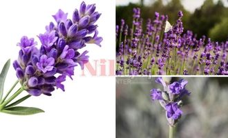 Lavandula × intermedia