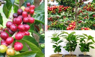 Coffea arabica/ Kahve Ağacı