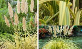 Cortaderia selloana ‘Variegata’