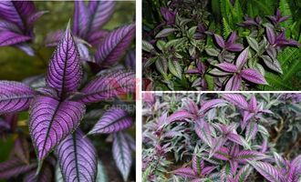 Strobilanthes dyerianus/Pers Kalkanı