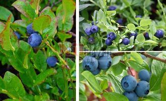 Vaccinium myrtillus/ Yaban Mersini