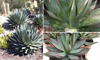 Agave shaka zulu