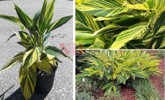 Alpinia zerumbet variegata